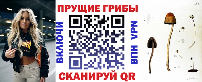даркнет сайт Покровск Галлюциногенные грибы Psilocybe
